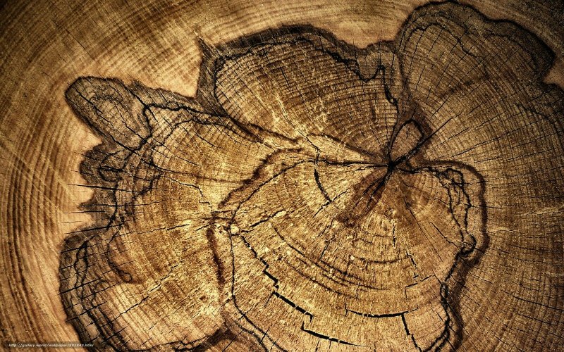 Дерево в разрезе