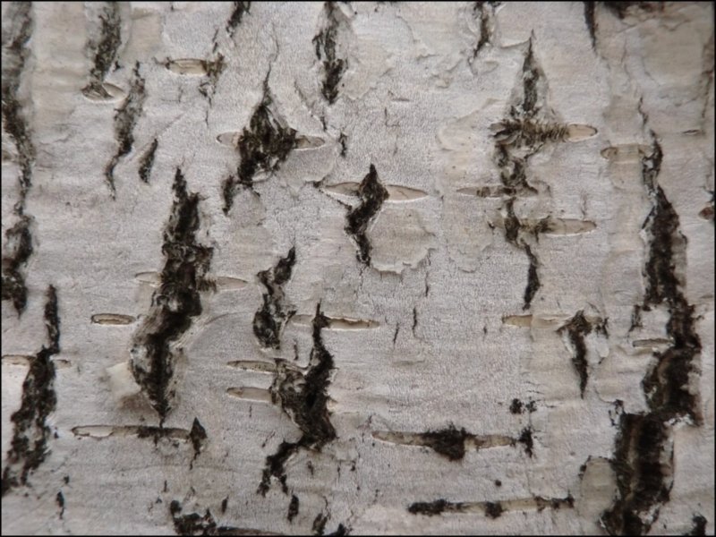 Береза бородавчатая кора