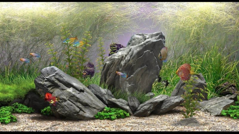 Фон для аквариума