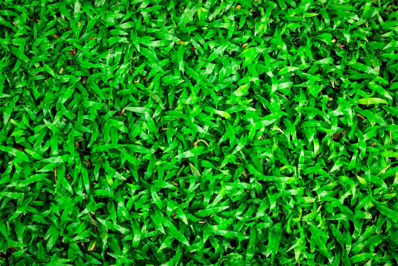 Трава сверху