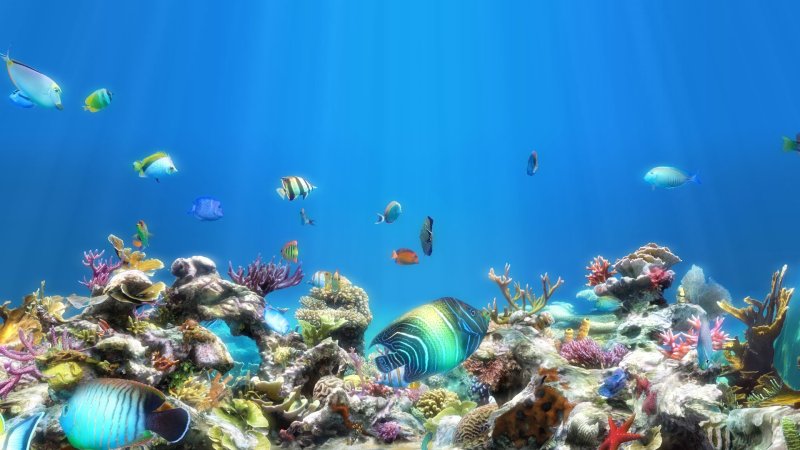 Обои на рабочий стол аквариум
