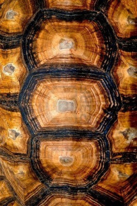 Панцирь черепахи текстура