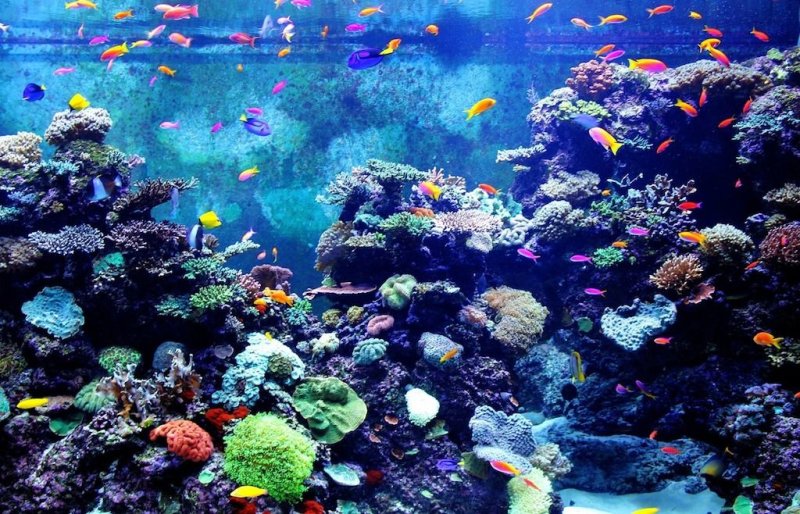 Шикарный аквариум