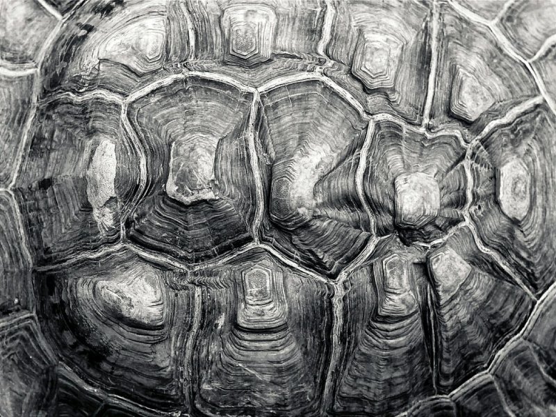 Чешуя черепахи