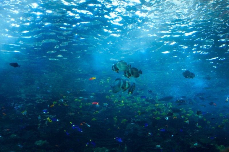 Дно океанариума