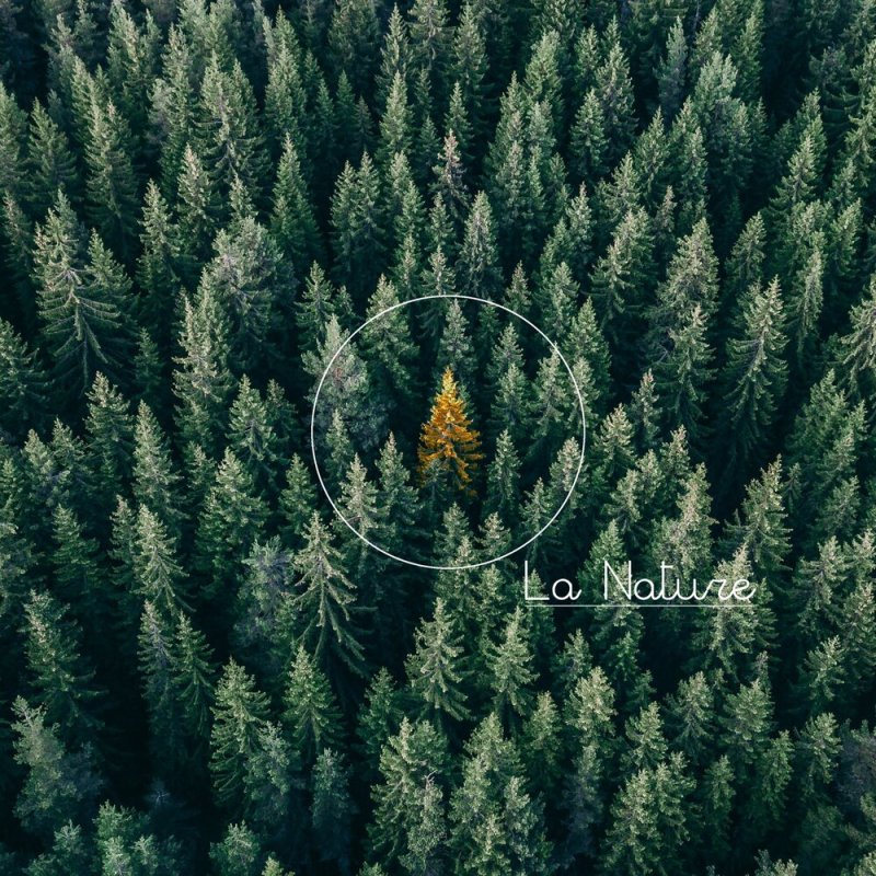 Пихта Лесная