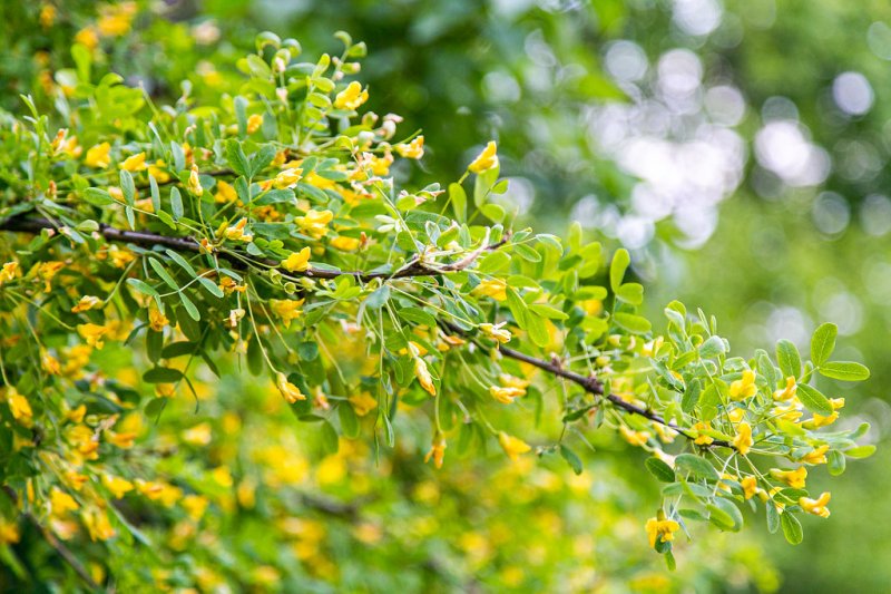 Карагана древовидная (Caragana arborescens)