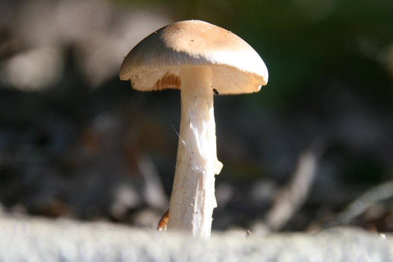 Ножка гриба