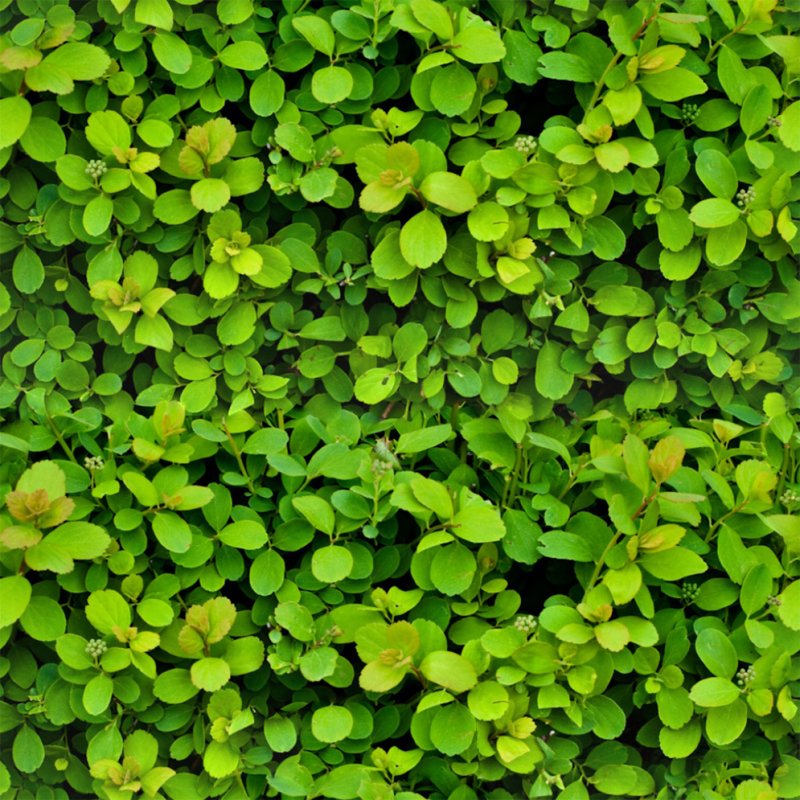 Текстура листвы бесшовная