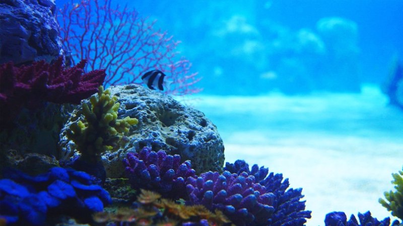 Подводный мир кораллы