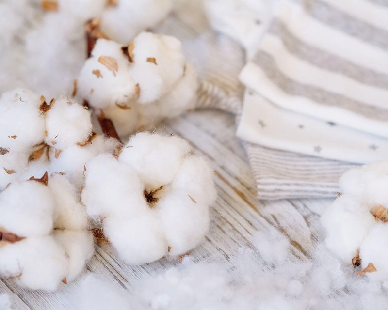 Хлопок цветок