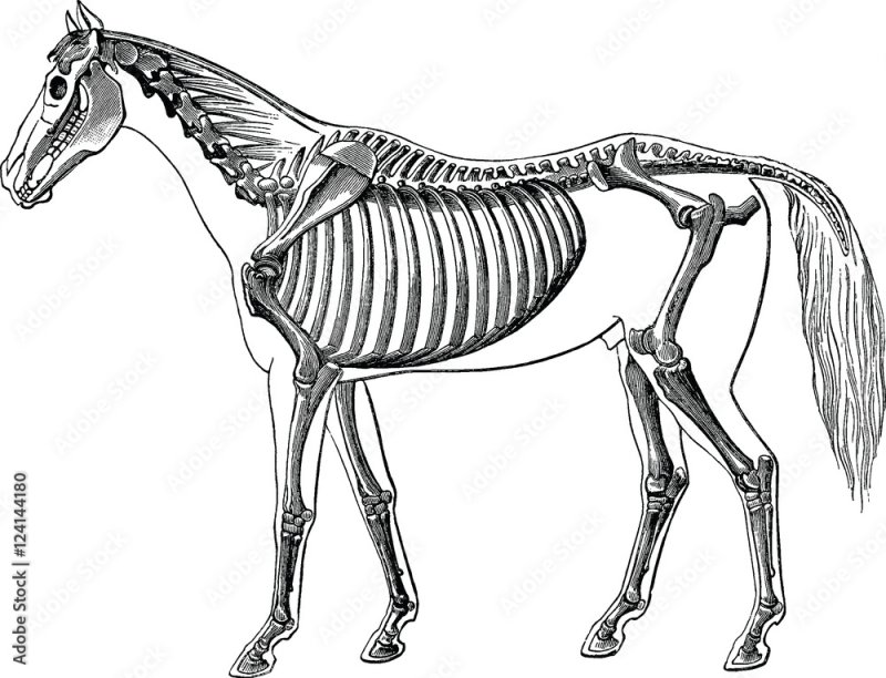 Скелет лошади