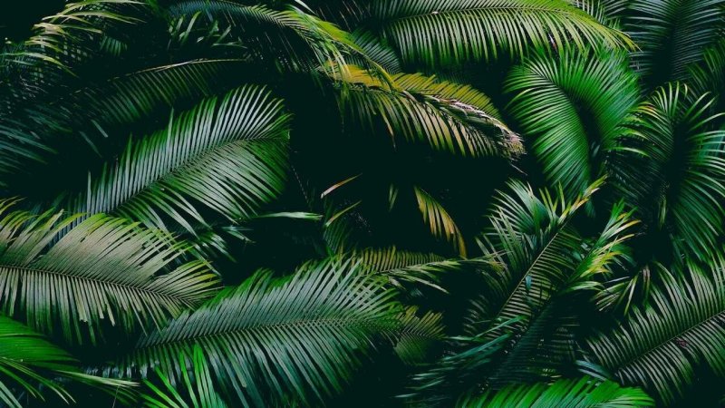 Тропические листья