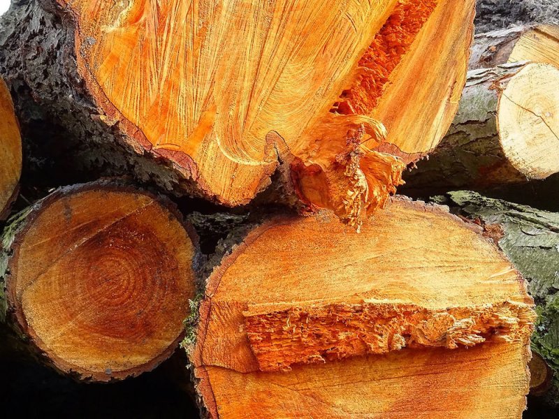 Абрикосовая древесина