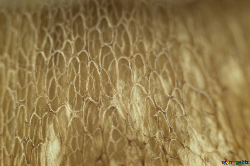 Ножка гриба текстура