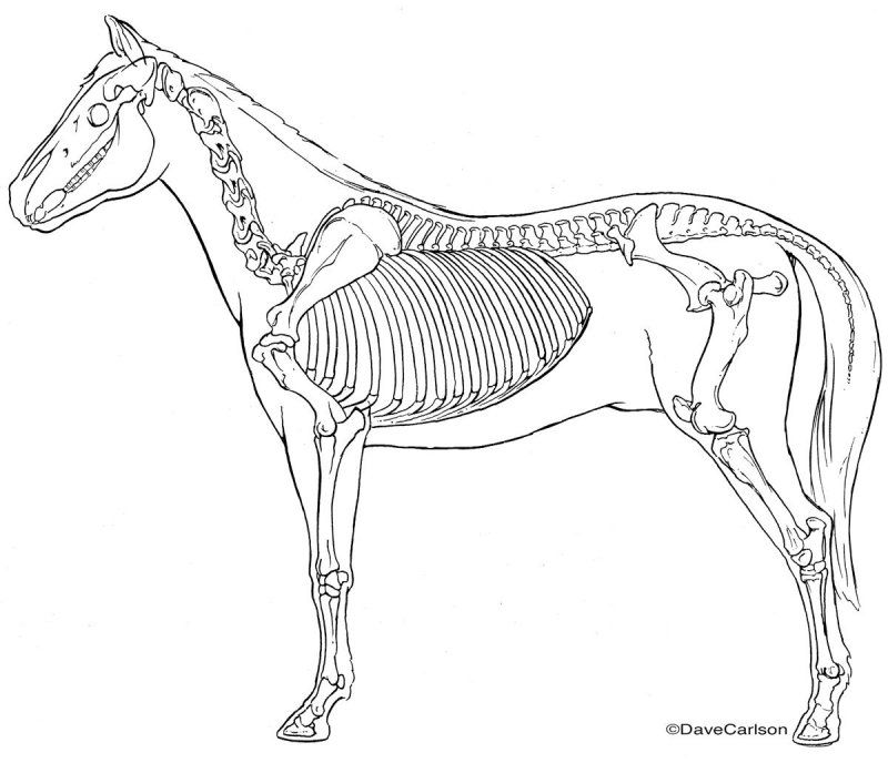 Скелет лошади спереди