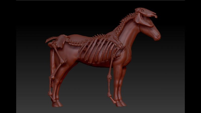 Скелет коня