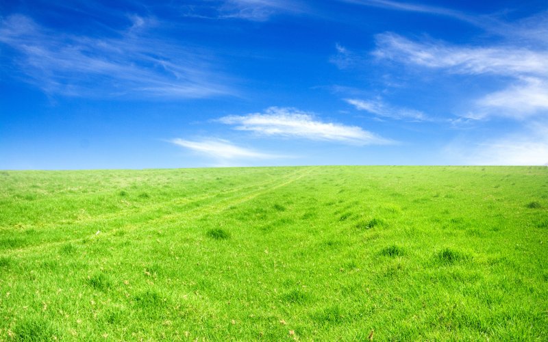 Зеленое поле