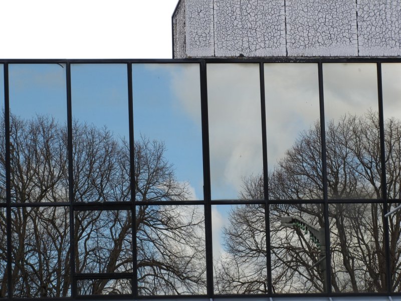 Отражение деревьев в стекле