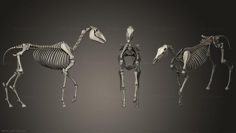 Скелет лошади