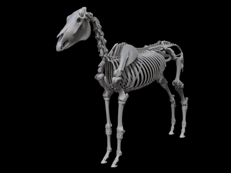 Скелет коня