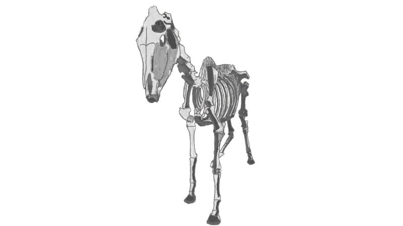 Скелет лошади