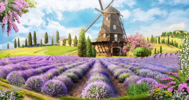 Лаванда Франция Прованс мельница