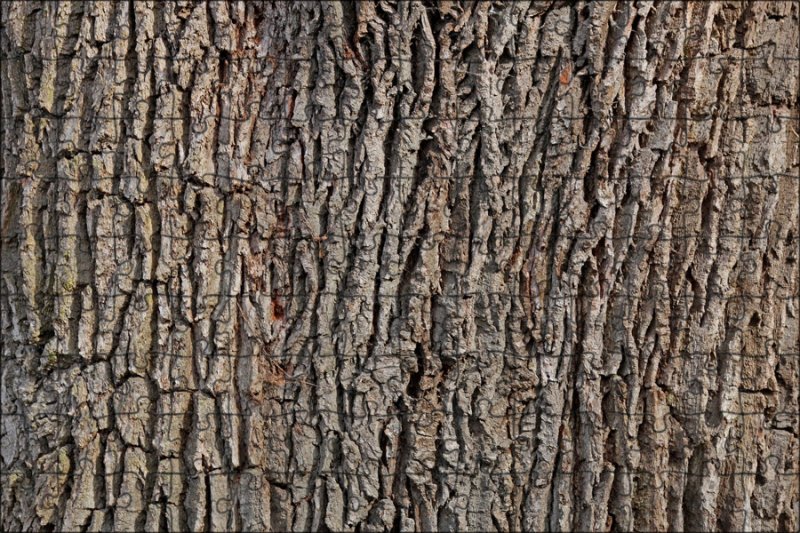 Дуб кедр кора