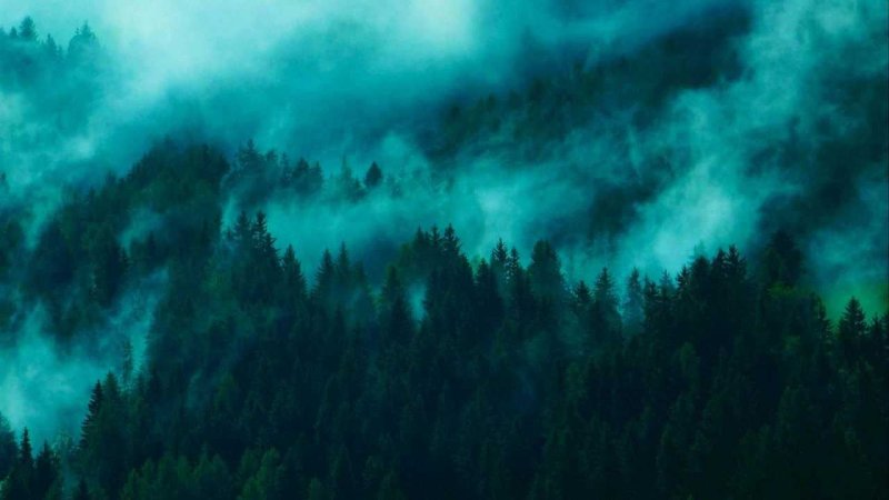 Хвойный лес в тумане