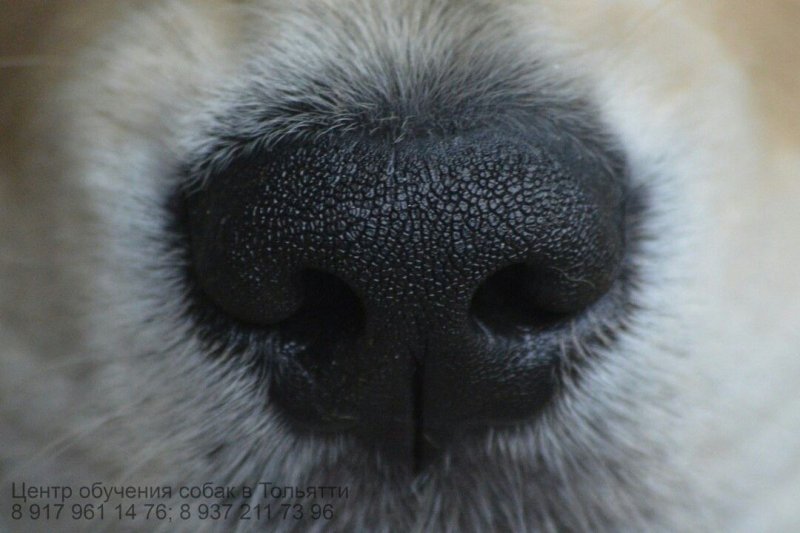 Носы животных