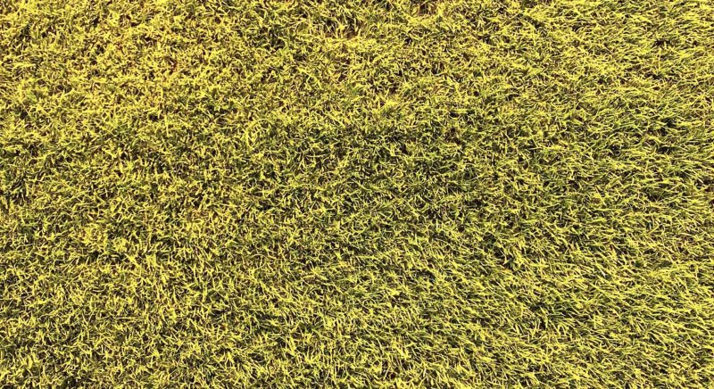 Трава сверху