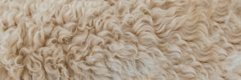 Текстура шерсти