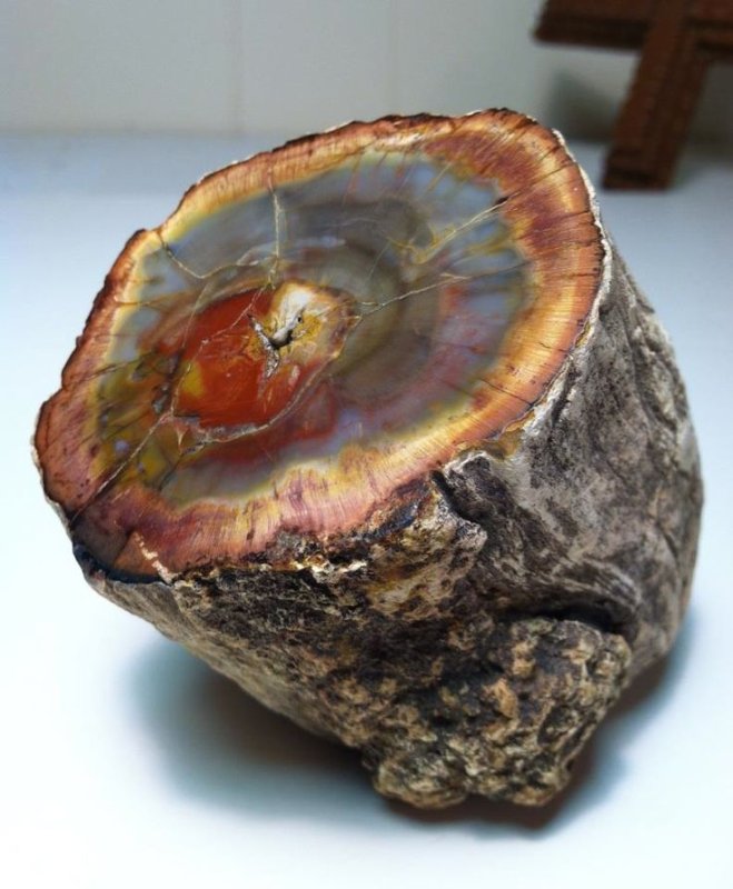 Камень Petrified Wood