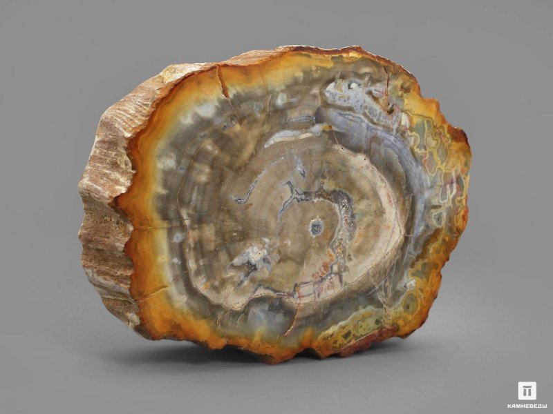 Кварцит окаменелое дерево