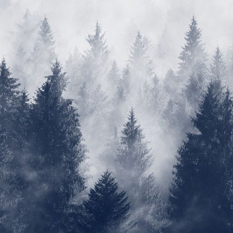 Лес в тумане