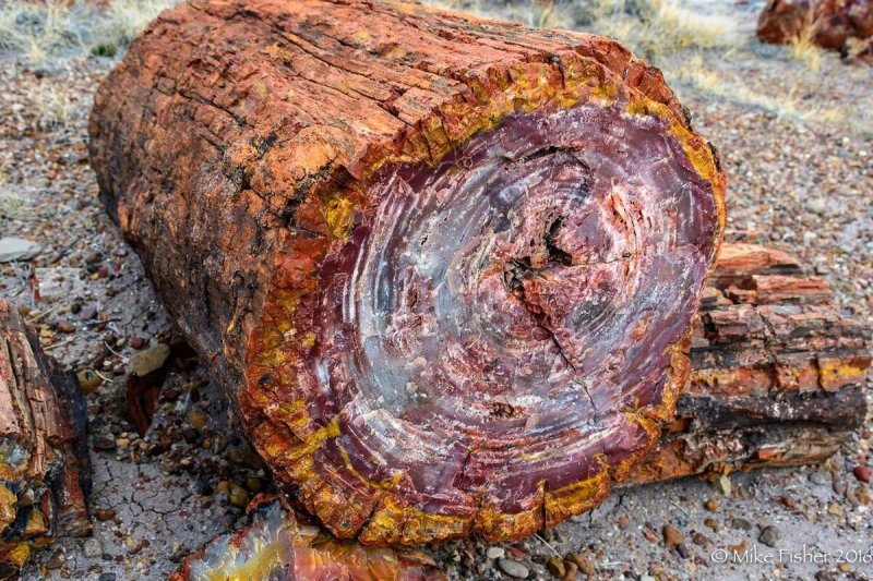 Окаменелое дерево.(Petrified Wood).