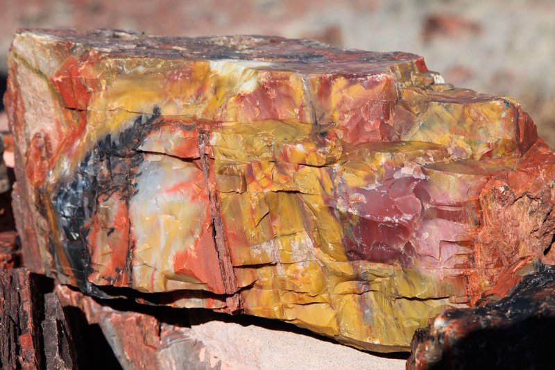 Окаменелые деревья в Аризоне