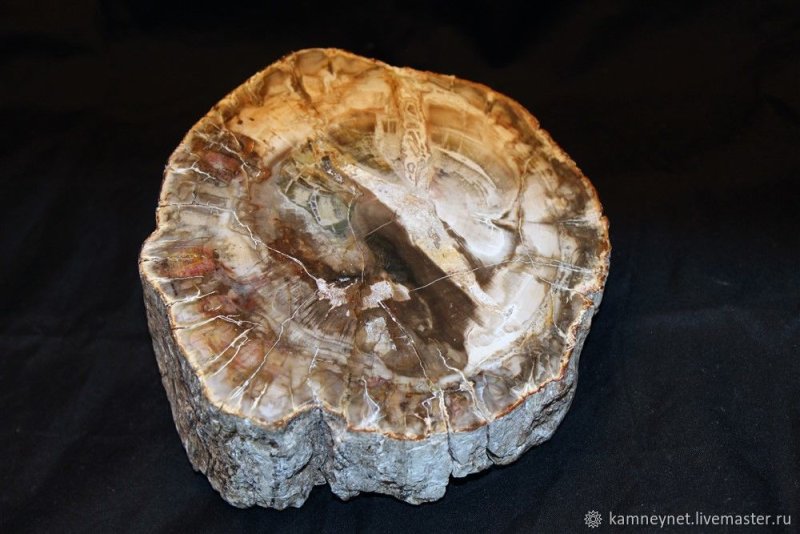 Окаменевшее дерево камень