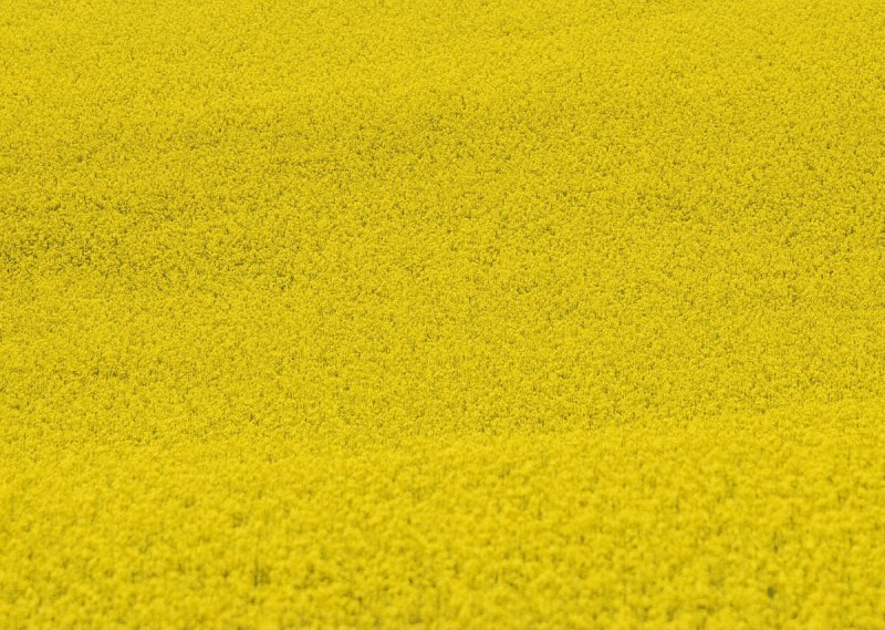 Желтая трава