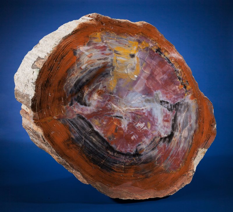 Окаменелое дерево камень