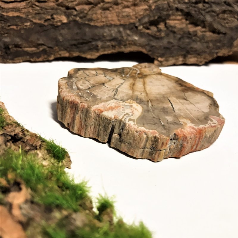 Окаменелое дерево камень