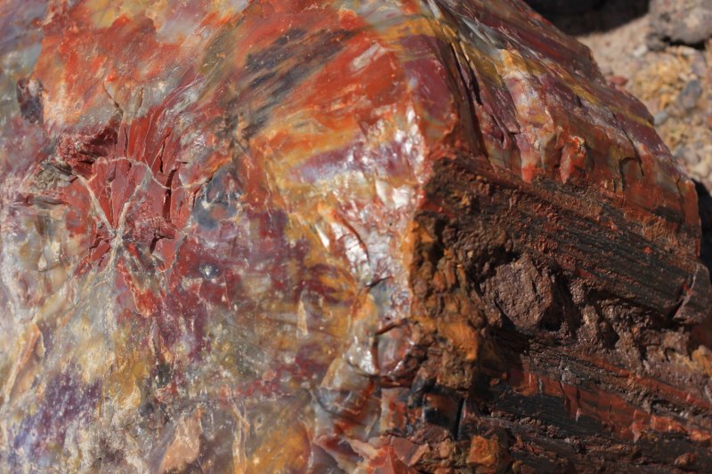 Окаменевшее дерево камень