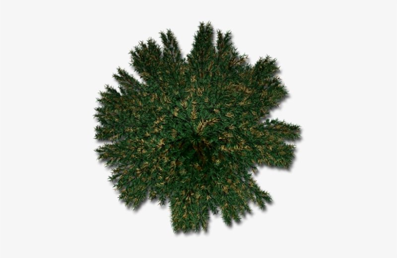 Хвойные деревья вид сверху