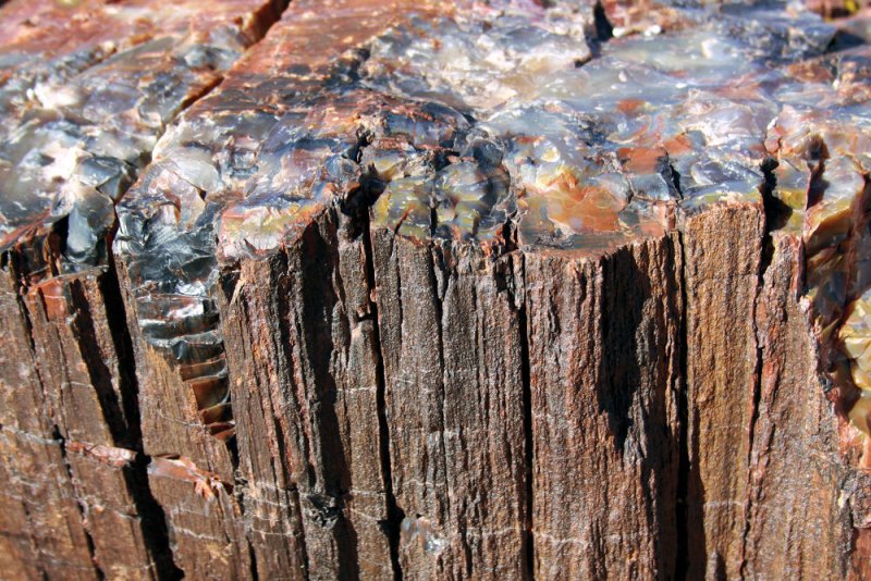 Окаменелое дерево.(Petrified Wood).