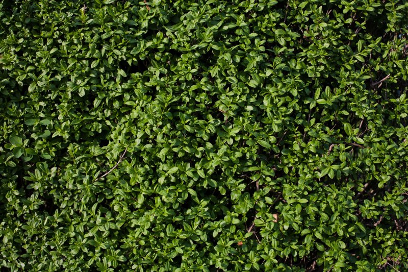 Кизильник самшитовый