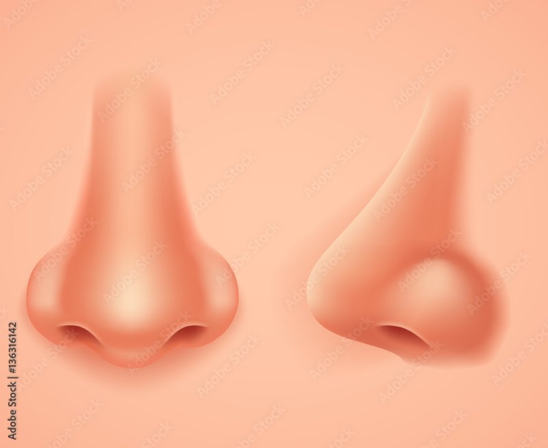 Изображение носа