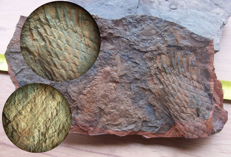 Окаменелая кора лепидодендрона