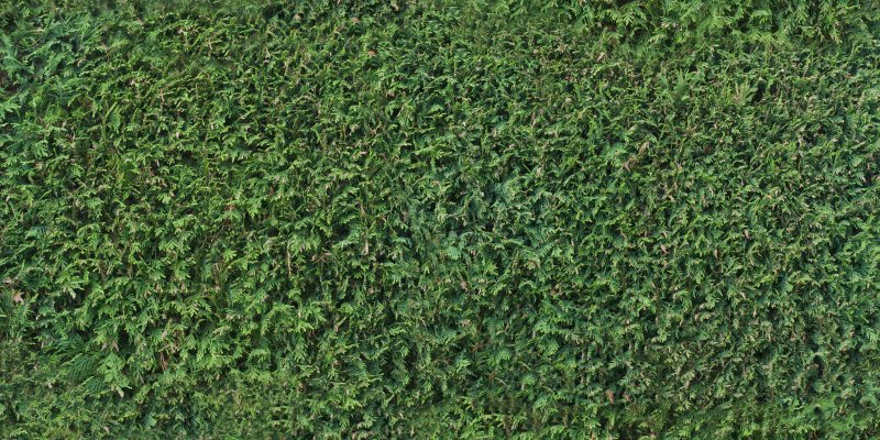 Текстура живой изгороди самшит