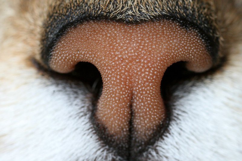 Кошачий носик