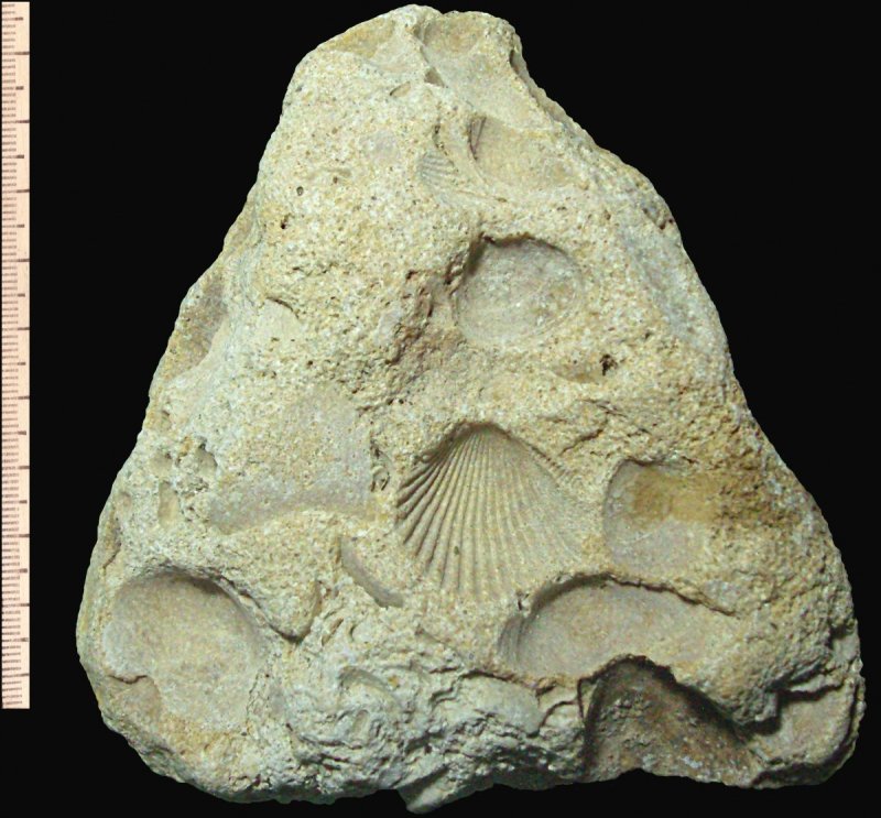 Пизолитовый известняк